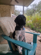Load image into Gallery viewer, Jett (Austin)