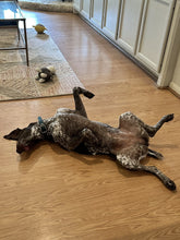 Load image into Gallery viewer, Millie (Houston)