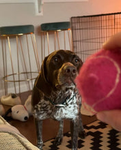 Load image into Gallery viewer, Millie (Houston)