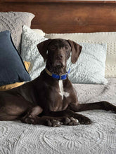 Load image into Gallery viewer, Myles (Belton, TX)