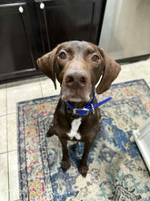 Load image into Gallery viewer, Myles (Belton, TX)