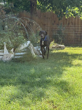 Load image into Gallery viewer, Myles (Belton, TX)