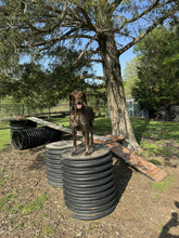 Load image into Gallery viewer, Nyah (College Station)