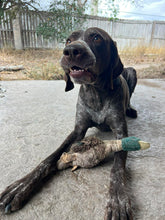 Load image into Gallery viewer, Russell (South Texas)