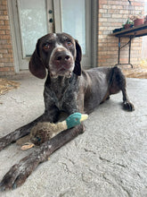 Load image into Gallery viewer, Russell (South Texas)