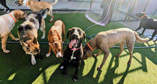 Load image into Gallery viewer, Serena (Houston) Courtesy Post