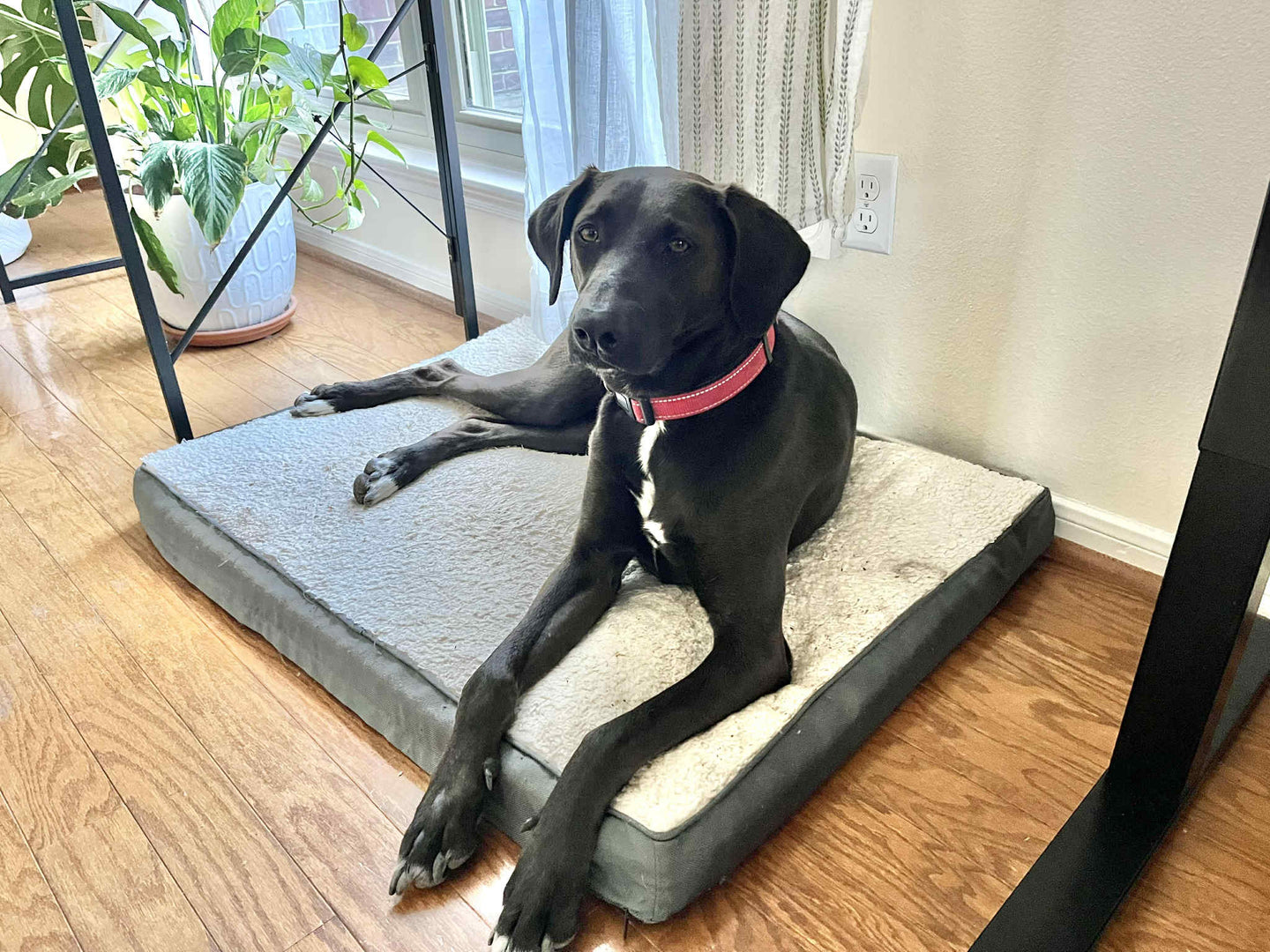 Serena (Houston) Courtesy Post