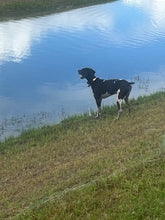 Load image into Gallery viewer, Seven (Louisiana)