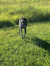 Load image into Gallery viewer, Seven (Louisiana)