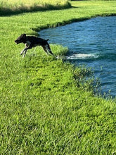 Load image into Gallery viewer, Seven (Louisiana)