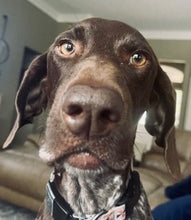 Load image into Gallery viewer, Siren (New Braunfels)