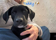 Load image into Gallery viewer, Teddy (Puppy - San Antonio)