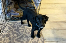 Load image into Gallery viewer, Teddy (Puppy - San Antonio)