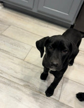 Load image into Gallery viewer, Teddy (Puppy - San Antonio)