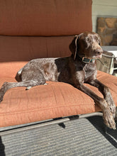 Load image into Gallery viewer, Tina (Houston)