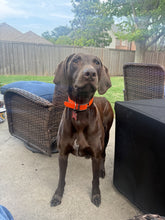 Load image into Gallery viewer, Wilbur (Dallas)