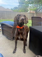 Wilbur (Dallas)
