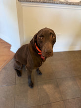 Load image into Gallery viewer, Wilbur (Dallas)