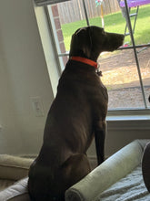 Load image into Gallery viewer, Wilbur (Dallas)