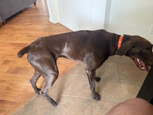 Load image into Gallery viewer, Wilbur (Dallas)