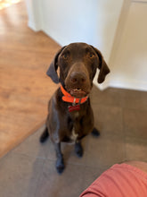 Load image into Gallery viewer, Wilbur (Dallas)