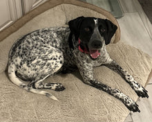 Load image into Gallery viewer, Lucy - Courtesy Post (Van Alstyne, TX)