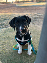 Load image into Gallery viewer, Caddo - Puppy (Austin)