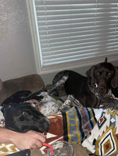 Load image into Gallery viewer, Libby (New Braunfels)