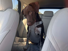 Load image into Gallery viewer, Fritzy (Austin)