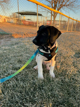 Load image into Gallery viewer, Caddo - Puppy (Austin)