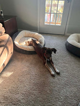 Load image into Gallery viewer, Fritzy (Austin)