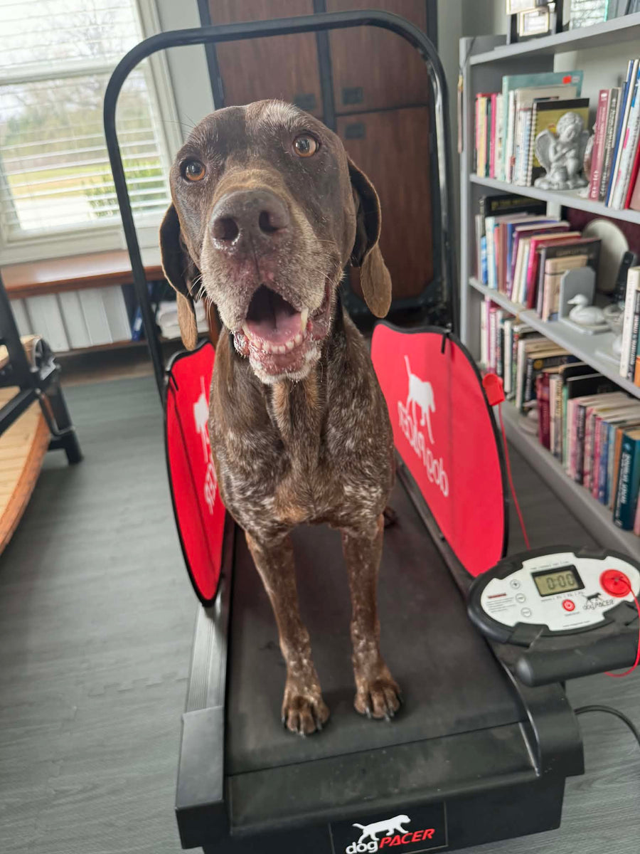 Nyah (College Station) – Texas GSP Rescue, 501C