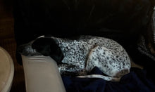 Load image into Gallery viewer, Lucy - Courtesy Post (Van Alstyne, TX)