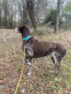 Birdie (San Antonio)