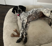 Load image into Gallery viewer, Lucy - Courtesy Post (Van Alstyne, TX)