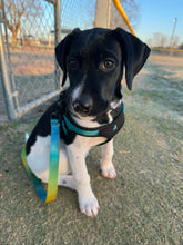 Load image into Gallery viewer, Caddo - Puppy (Austin)