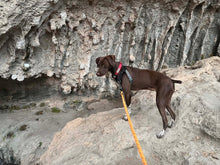 Load image into Gallery viewer, Fritzy (Austin)