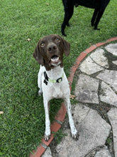 Load image into Gallery viewer, Woody (Tyler)