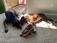 Load image into Gallery viewer, Fritzy (Austin)