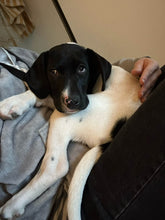 Load image into Gallery viewer, Caddo - Puppy (Austin)