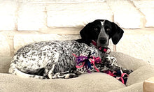 Load image into Gallery viewer, Lucy - Courtesy Post (Van Alstyne, TX)