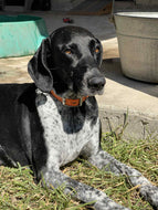 Libby (New Braunfels)