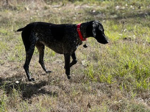 Heidi (Bastrop TX)